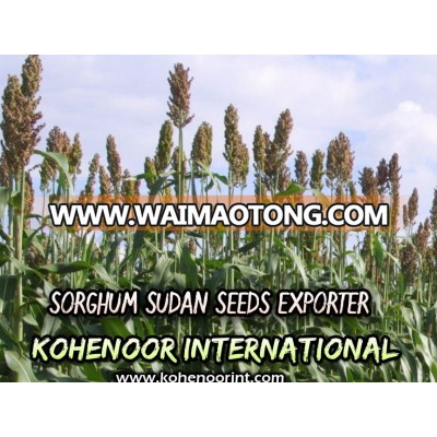 Sorghum Sudan Grass