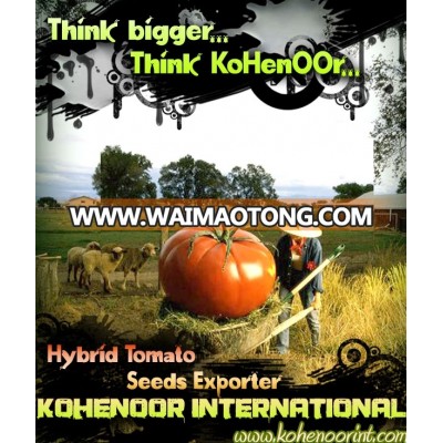 KOHENOOR'S BEST QUALITY HYBRID TOMATO SEEDS