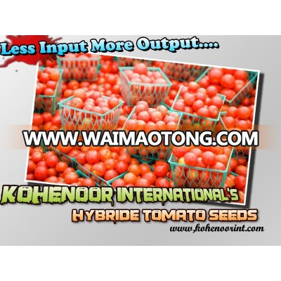 TOP QUALITY HYBRID TOMATO SEEDS ( LESS INPUT & MORE OUTPUT!)