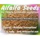 CUF 101 ALFALFA SEEDS