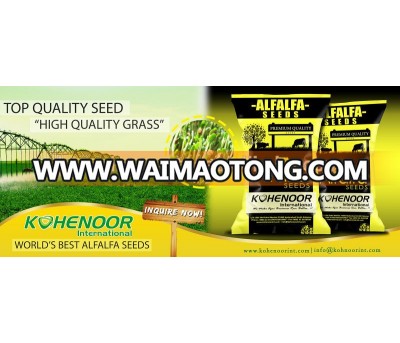 Top Quality Pakistan Kohenoor A1 Alfalfa Seed