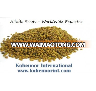 Alfalfa Seeds Topquality Prompt Shipment