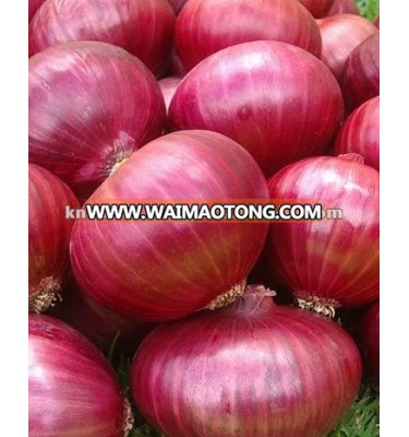 Onion Seeds Red Bombay ( Pink / Red )