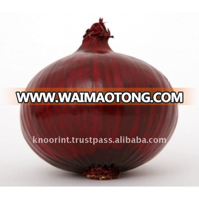 Red Onion