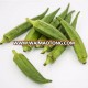 Chinese Okra High Quality Seeds with reasonable price