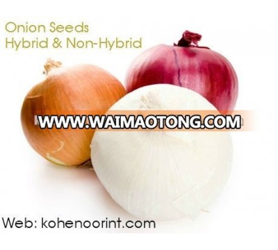 Onion Seeds