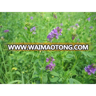 Alfalfa Seeds Variety: Grow High