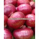 Red Onion Seeds | SF#0920