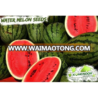 Kohenoor KIAS Hybrid Yellow Watermelon Seed