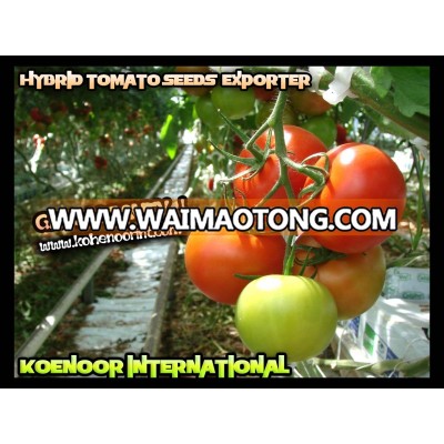 (GROW BEAUT) HYBRID TOMATO SEEDS