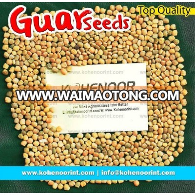 Industrial Guar Seeds