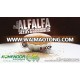 High Grade Alfalfa Seeds