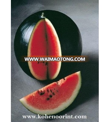 Top Sugar Baby Water Melon Fruit Seeds