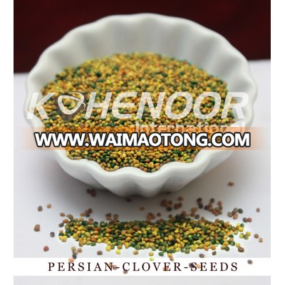 Top Grade Persian Clover Seeds