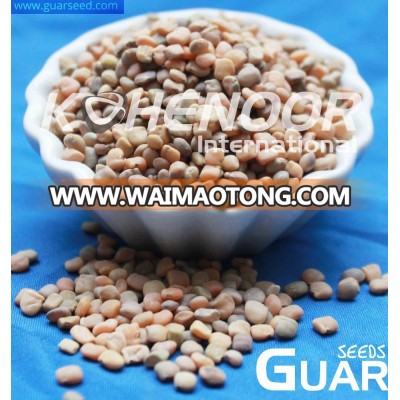 Top Quality Guar Seeds