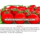 Mishall Hybrid Tomato Seeds